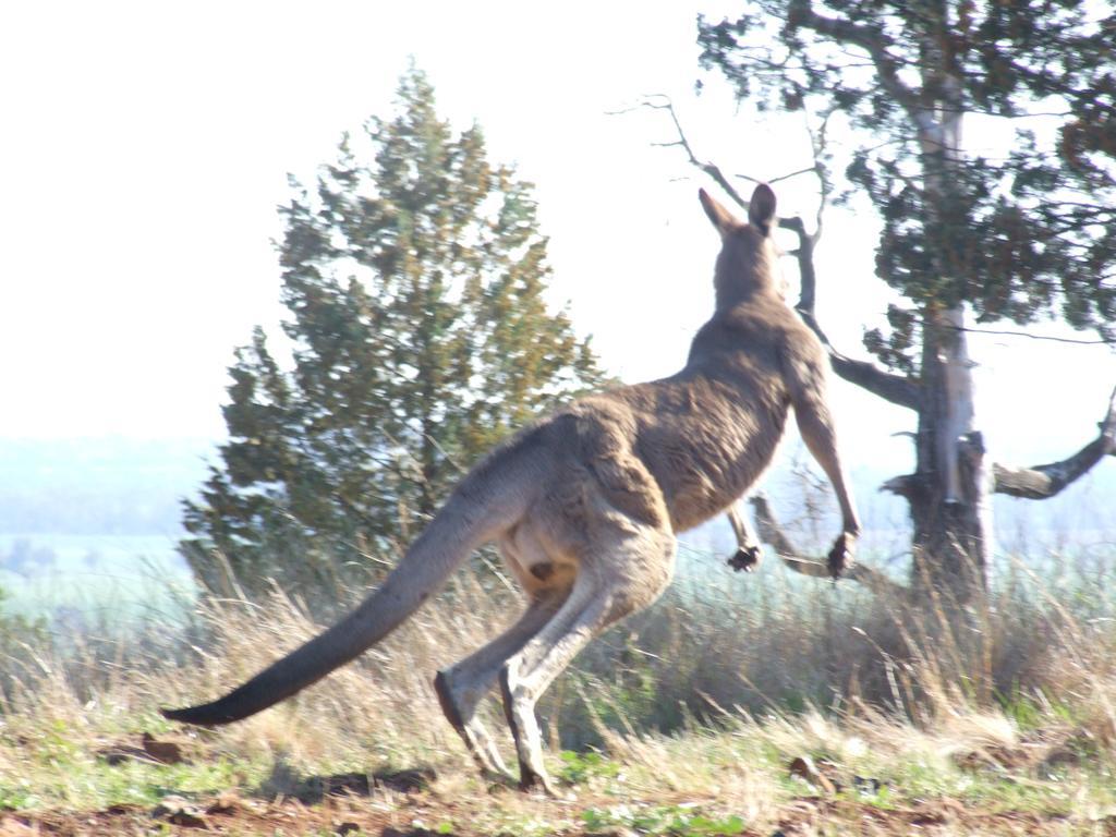 Bulwarra Bed & Breakfast Dubbo Eksteriør billede